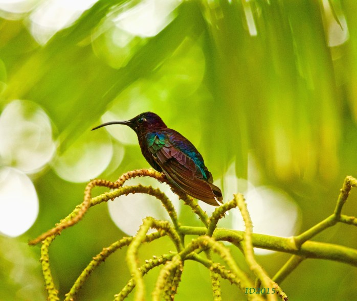 Violet saberwing-good bckgrnd