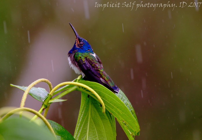 jacobin-young rain karma-wm