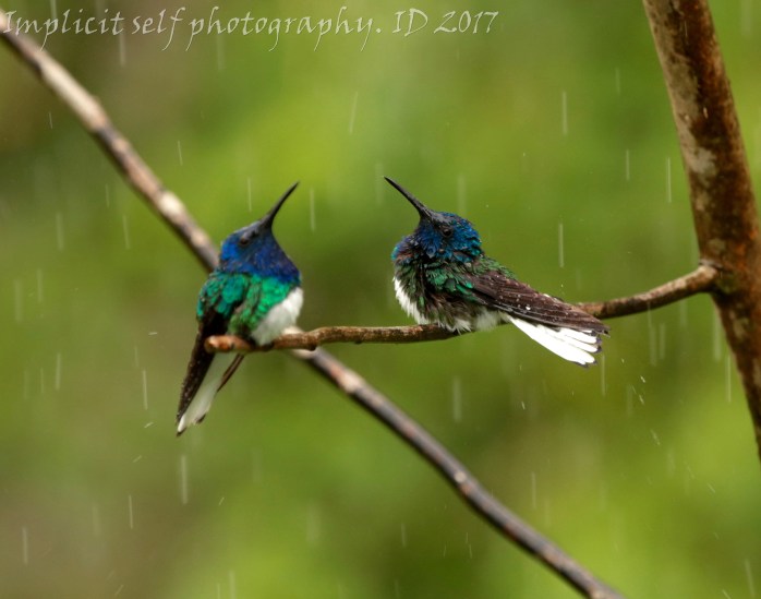 Two jacobins shallow foc-wm