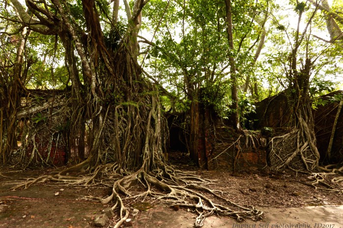 Commissioner's bungalow tiles-wm