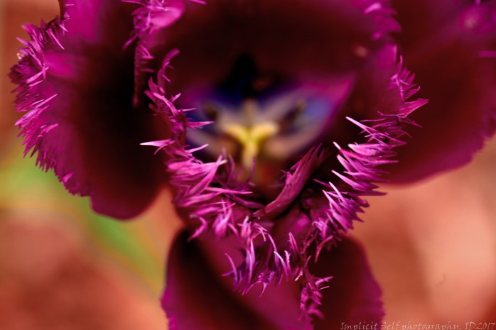 Fringe tulip-corners-good-wm