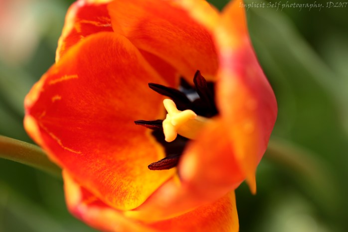 Orange tulip- emperor-wm