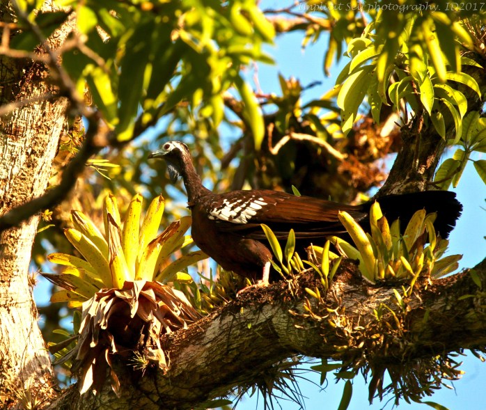 piping guan with epiphyte-1-wm