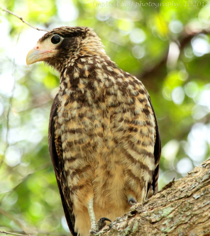 young caracara-tobago-wm