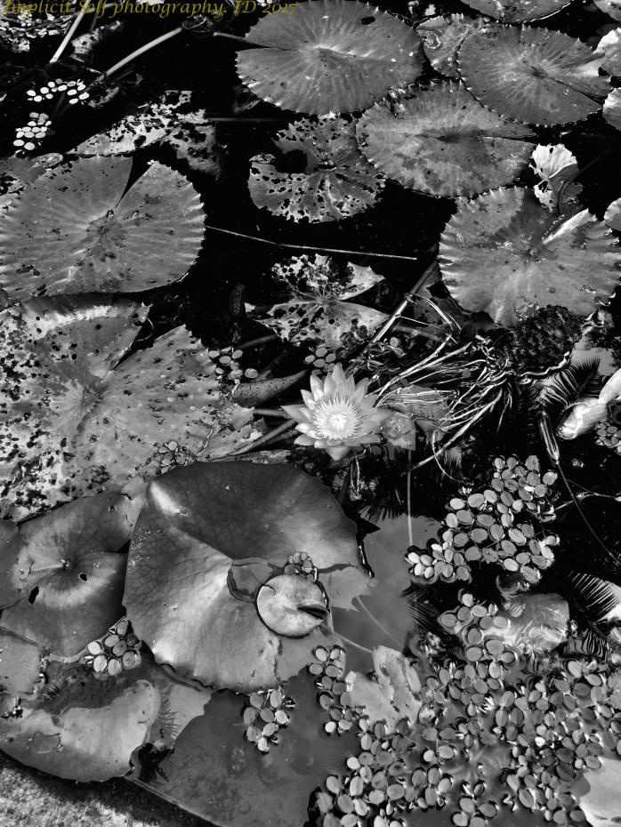 black and white lily pond-wm