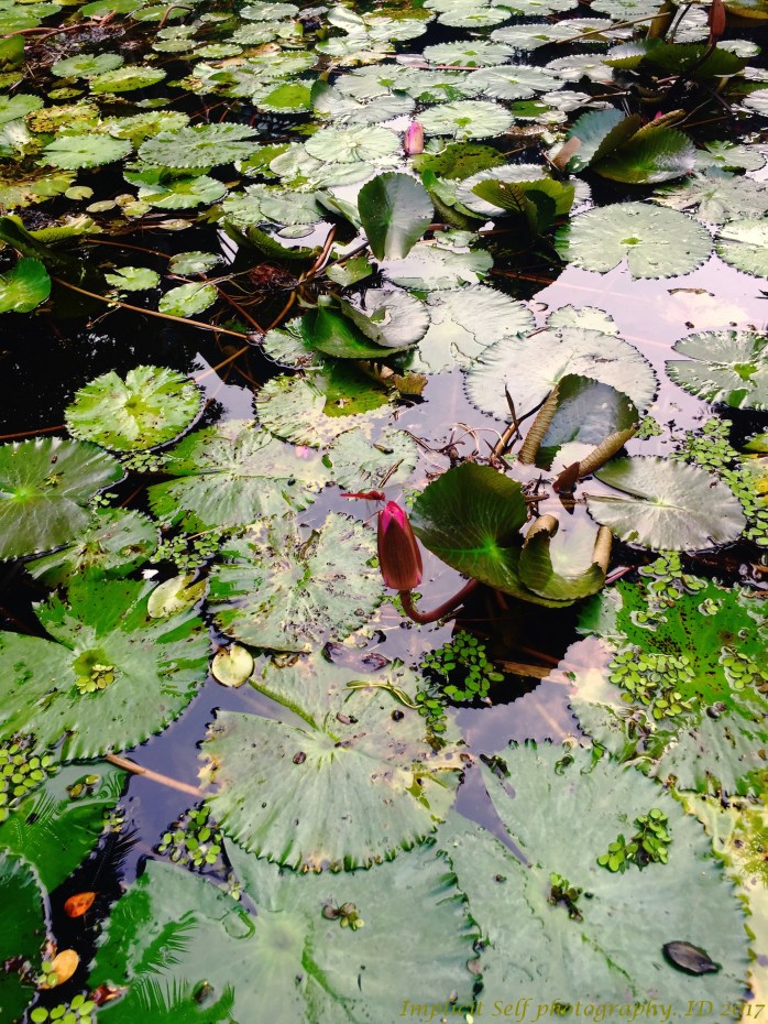 Two closed lilies and dragonfly-wm