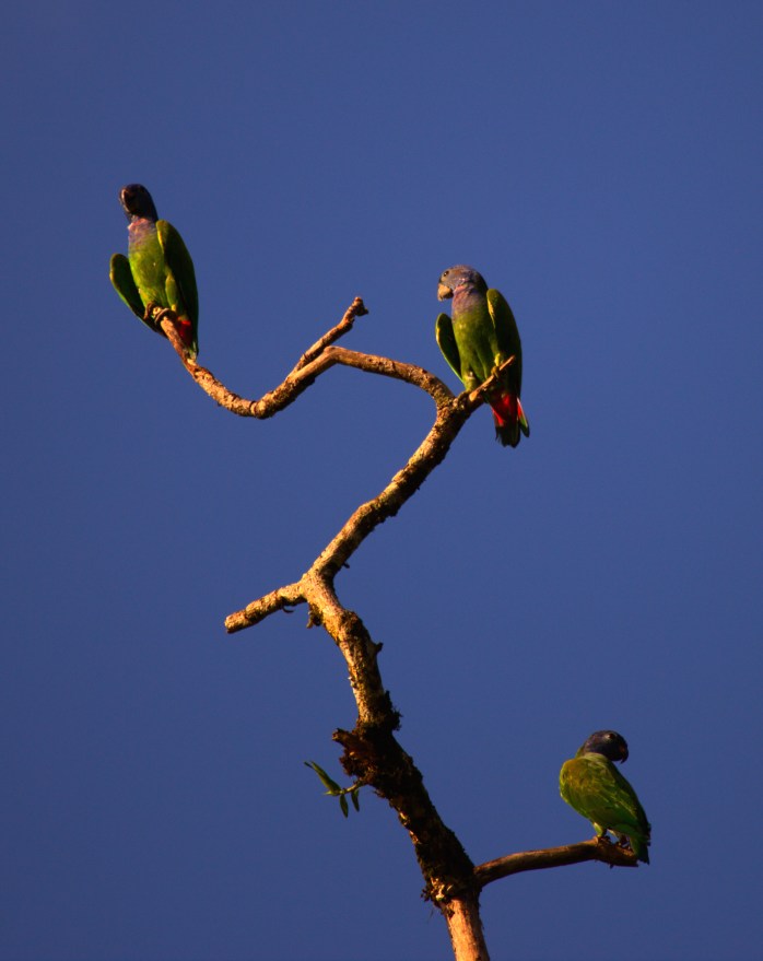 blue-headed parrots-good pose-6